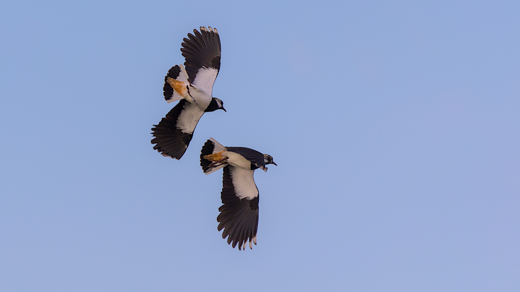 Kiebitze beim Balzflug